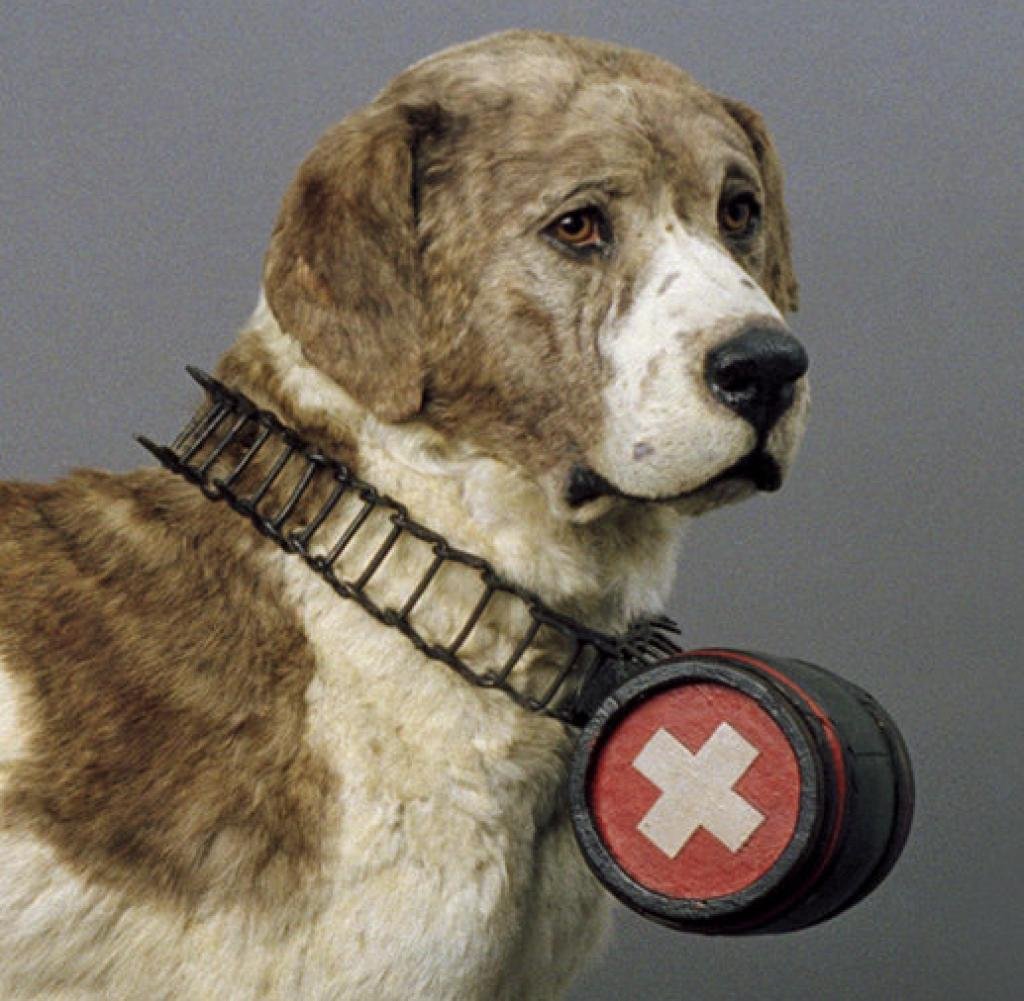 Perro Barry Il Cane San Bernardo | ViaggiCheSogni