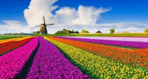 Scopri di più sull'articolo I tulipani e l’Olanda