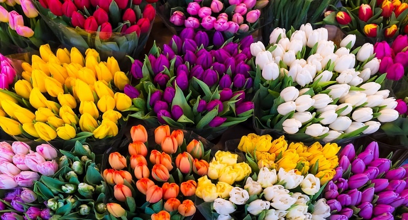 Scopri di più sull'articolo Leggende e linguaggio dei tulipani