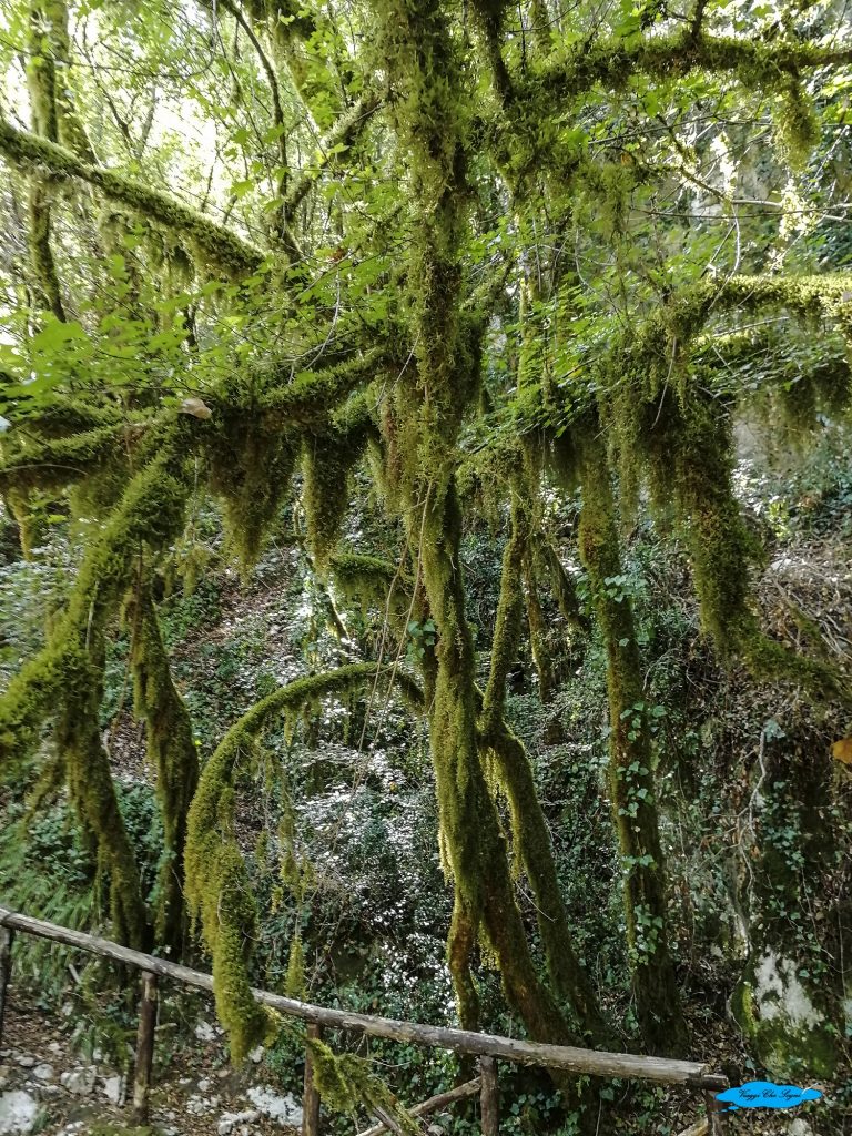 Le Oasi WWF del fiume Bussento 14 stazione del muschio