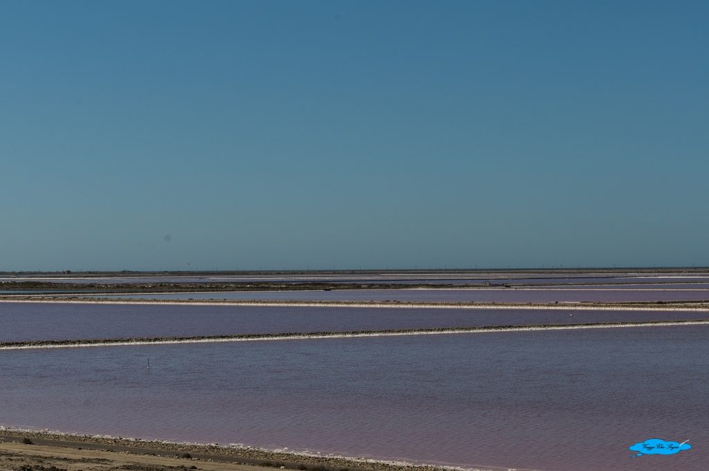 Saline rosa di Giraud in Camargue 11 ancora griglia