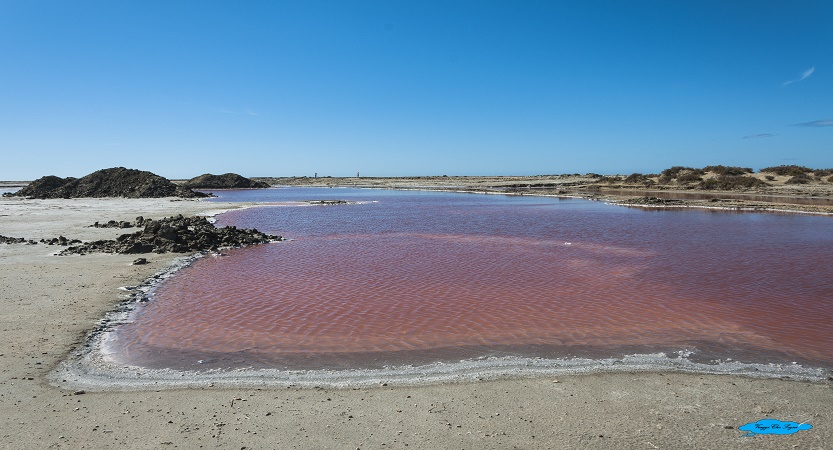 Read more about the article Saline rosa di Giraud in Camargue
