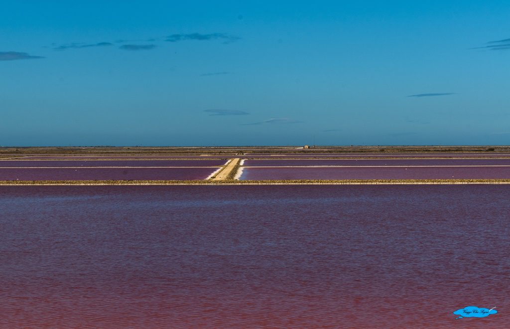 Saline rosa di Giraud in Camargue 9 prima griglia
