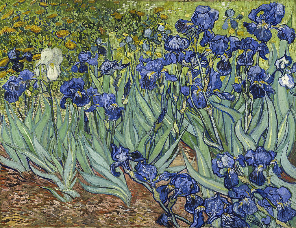 Van Gogh ad Arles: iris